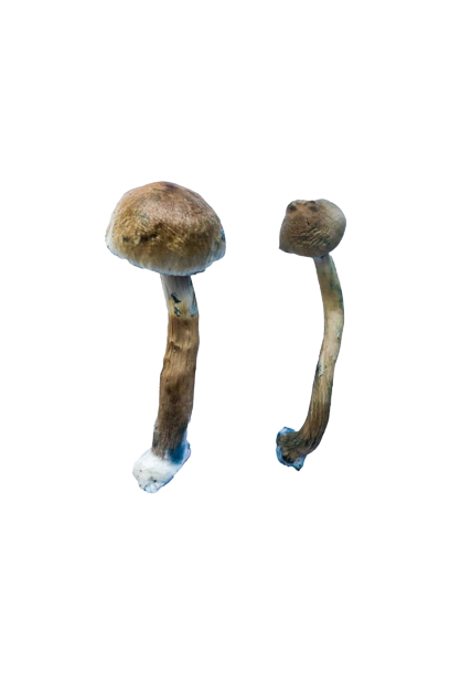 Golden Teacher Special Mushrooms