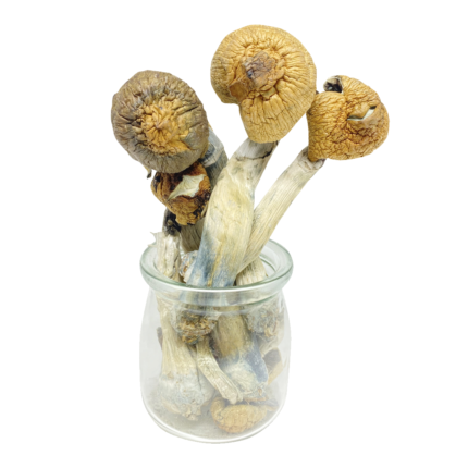 Mexican Dutch King Magic Mushroom