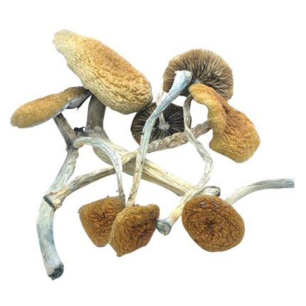 Mazatapec Magic Mushroom