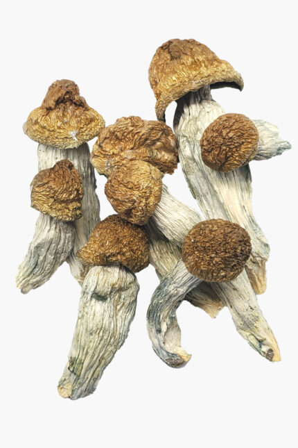 Melmac Mushrooms