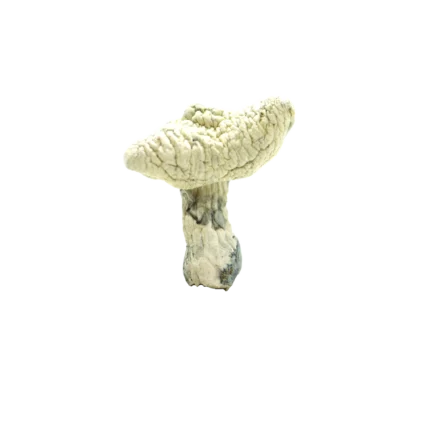 Leucistic Burma Mushrooms